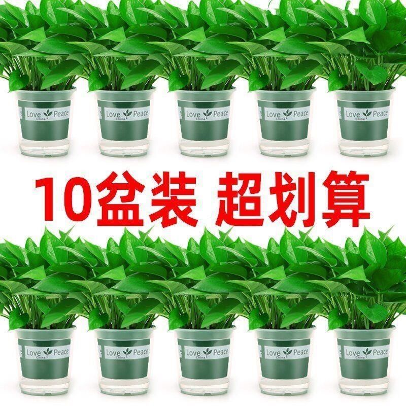 大叶绿萝盆栽室内客厅吸甲醛净化空气植物绿植花卉绿箩批发一整箱