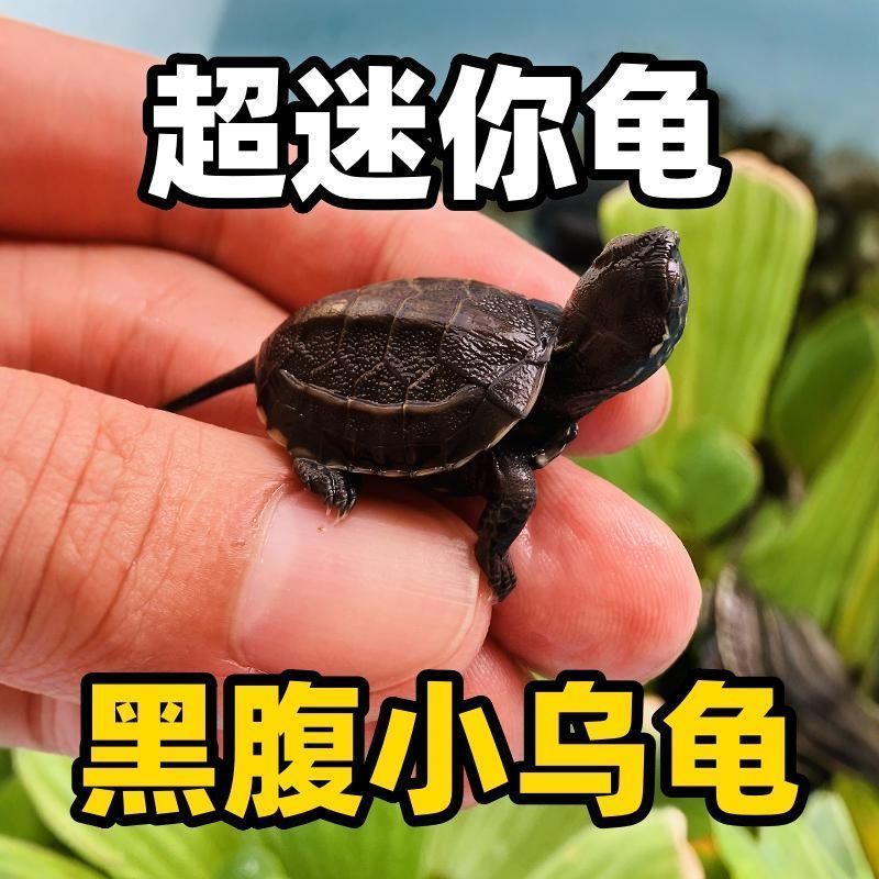 网红认主人迷你黑腹顶墨龟宠物活体玄武小乌龟苗长寿龟家养送饲料