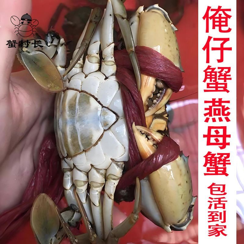 燕母