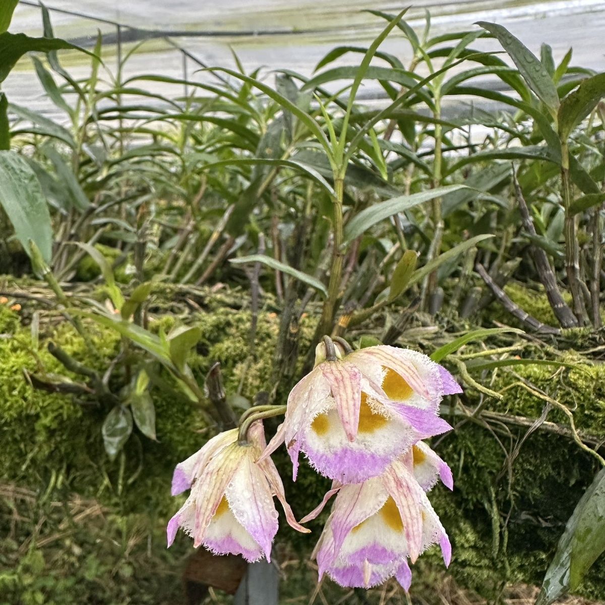 云南紫皮石斛爆花新款新鲜石斛苗批发龙陵石斛之乡年宵花卉正品
