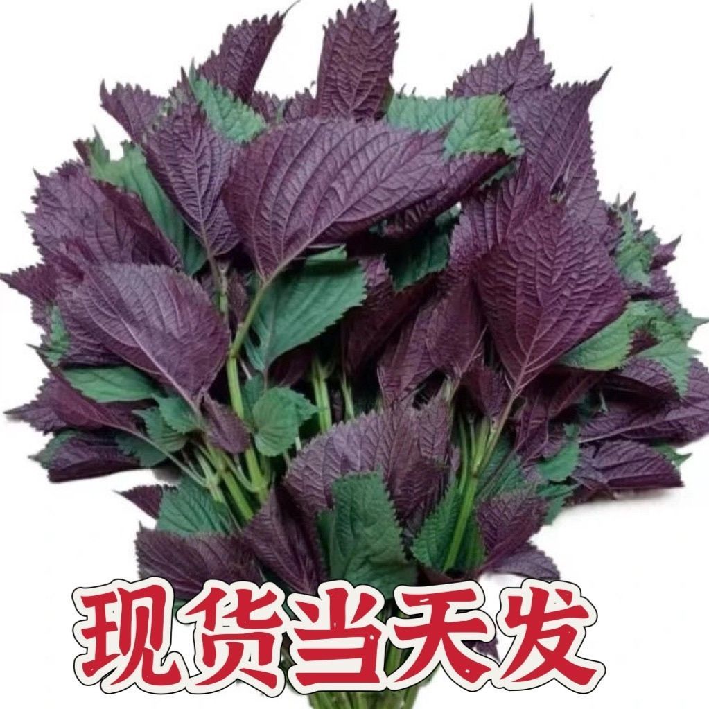 现摘新鲜紫苏叶带杆 饭店龙虾鱼虾蟹调料双面紫苏叶紫苏叶新鲜