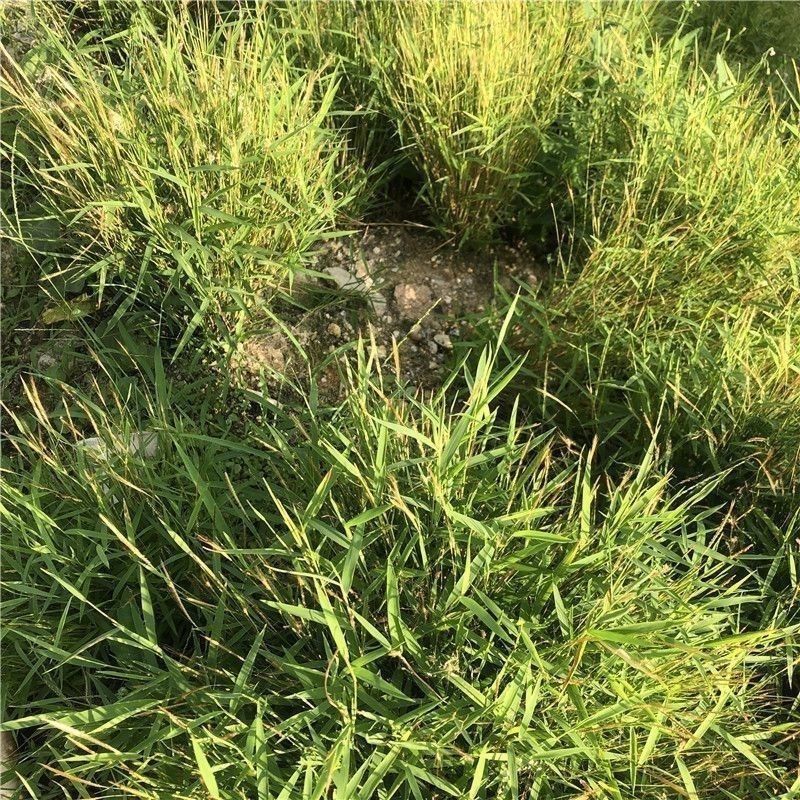 猫毛草新鲜 潮汕天然青草 金丝草 黄毛草 搭壁竹 笔仔草