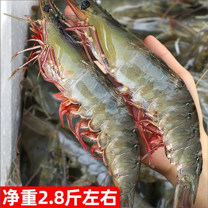 ������ ����Ϻ ���ʴ�Ϻ 1400g 20-30ֻ/kg һ��Լ35-42ֻ 6449Ԫ