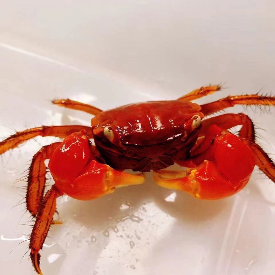 迷你辣椒相手蟹红鳌淡水观赏鱼缸除藻批发泰国螃蟹宠物发财摆摊 图片 4