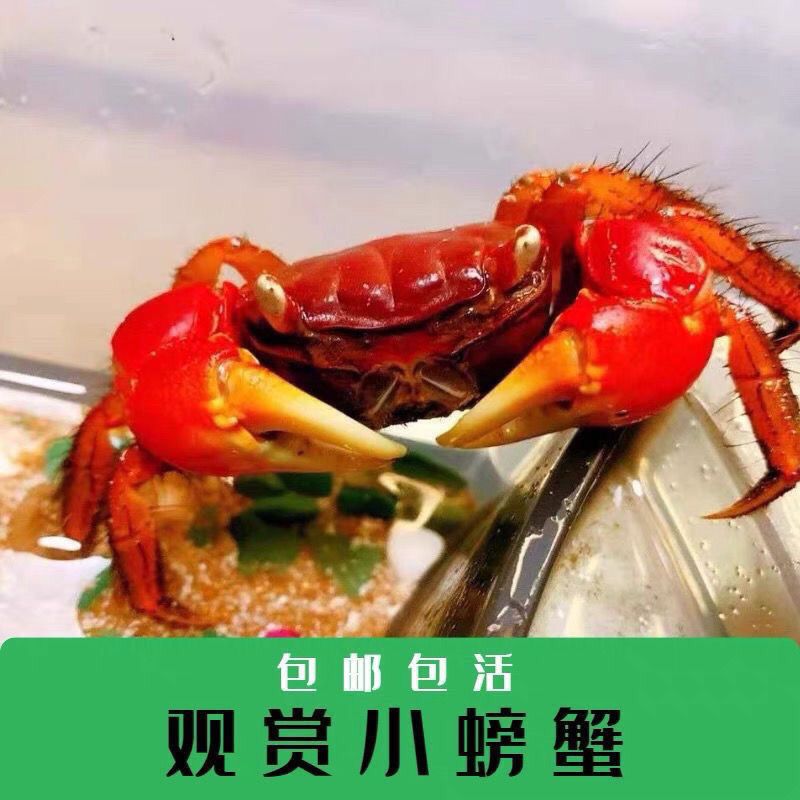 迷你辣椒相手蟹红鳌淡水观赏鱼缸除藻批发泰国螃蟹宠物发财摆摊 图片 3
