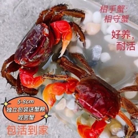 相守相手批发观赏淡水宠物桌面将军鲜活泰国迷你摆摊螃蟹辣椒发财 图片 3