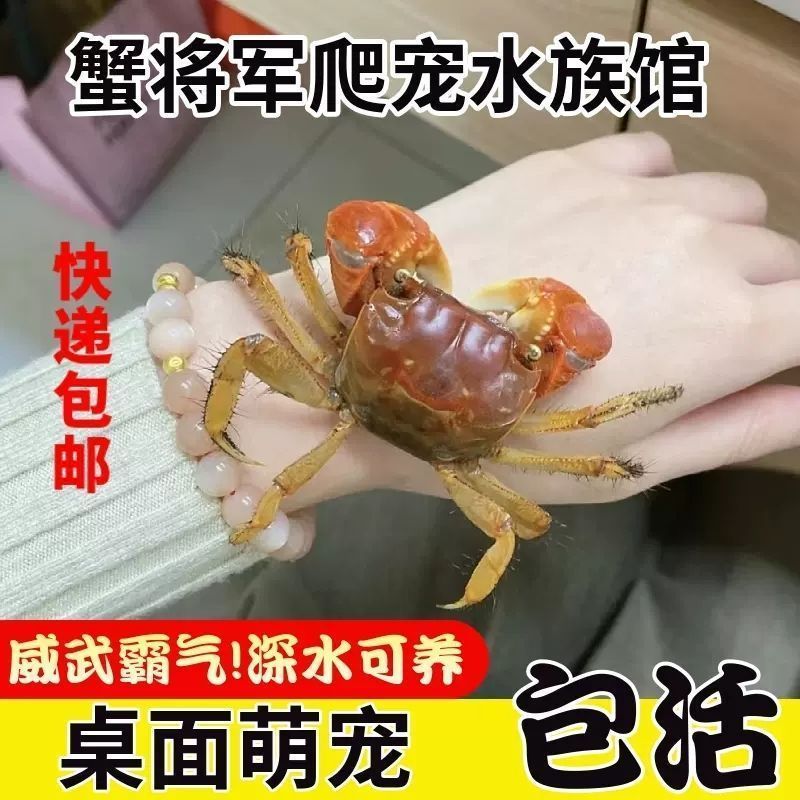 相守相手批发观赏淡水宠物桌面将军鲜活泰国迷你摆摊螃蟹辣椒发财 图片 6