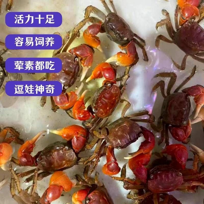 相守相手批发观赏淡水宠物桌面将军鲜活泰国迷你摆摊螃蟹辣椒发财 图片 7