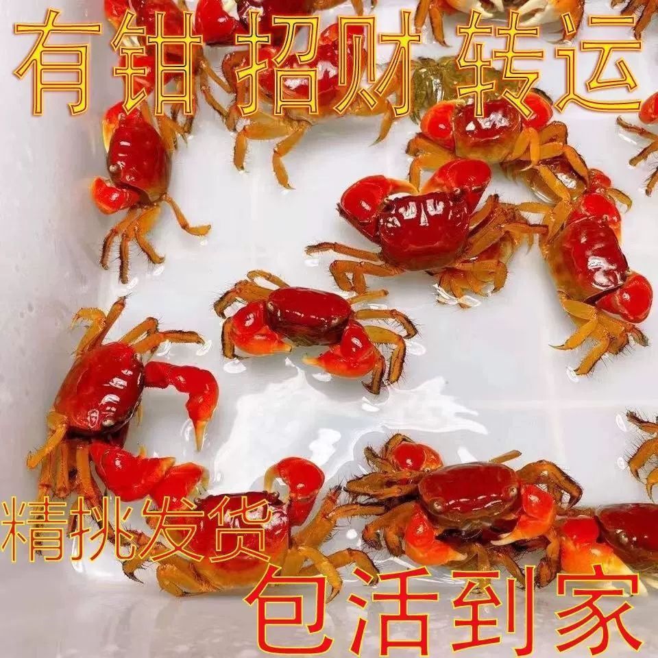 相守相手批发观赏淡水宠物桌面将军鲜活泰国迷你摆摊螃蟹辣椒发财 图片 9