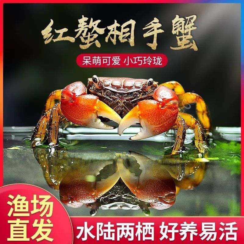 相守相手批发观赏淡水宠物桌面将军鲜活泰国迷你摆摊螃蟹辣椒发财 图片 1