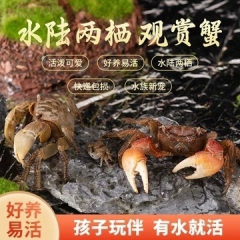 相守相手批发观赏淡水宠物桌面将军鲜活泰国迷你摆摊螃蟹辣椒发财 图片 5