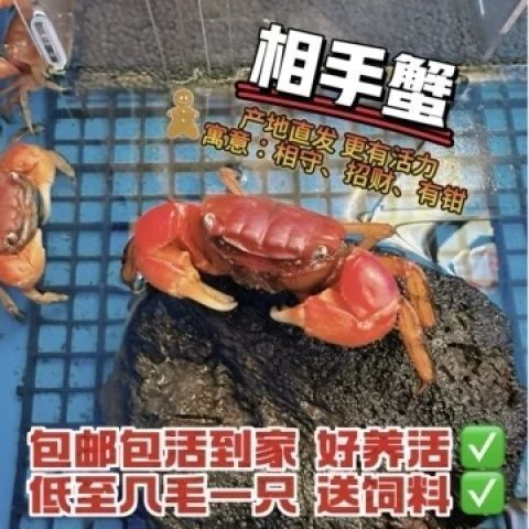 相守相手批发观赏淡水宠物桌面将军鲜活泰国迷你摆摊螃蟹辣椒发财 图片 4