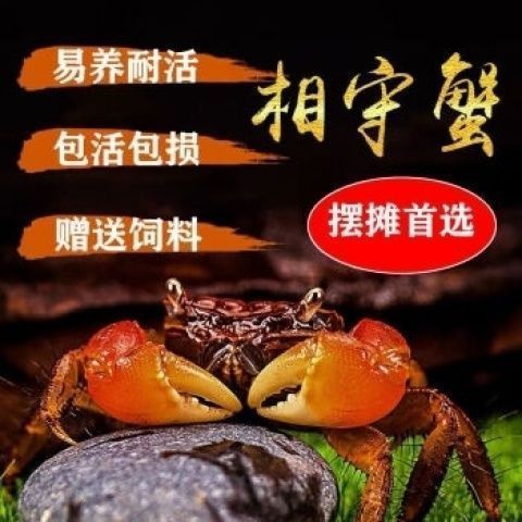 相守相手批发观赏淡水宠物桌面将军鲜活泰国迷你摆摊螃蟹辣椒发财 图片 8