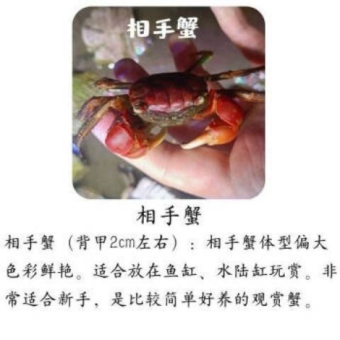 相守相手批发观赏淡水宠物桌面将军鲜活泰国迷你摆摊螃蟹辣椒发财 图片 2