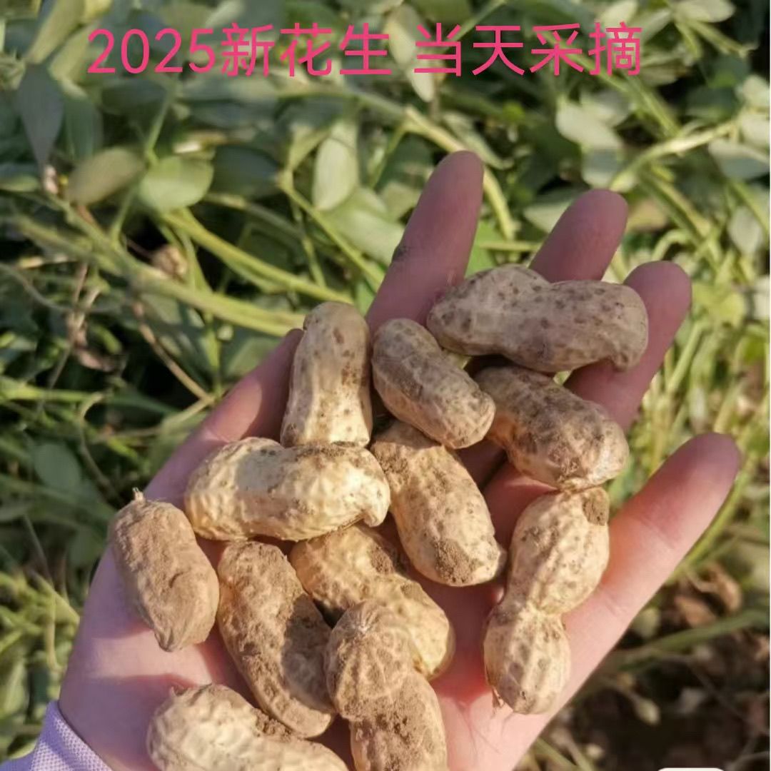 新鲜 2025 年湿花生现挖粉皮花生带壳新鲜花生泥巴花生可水煮花生