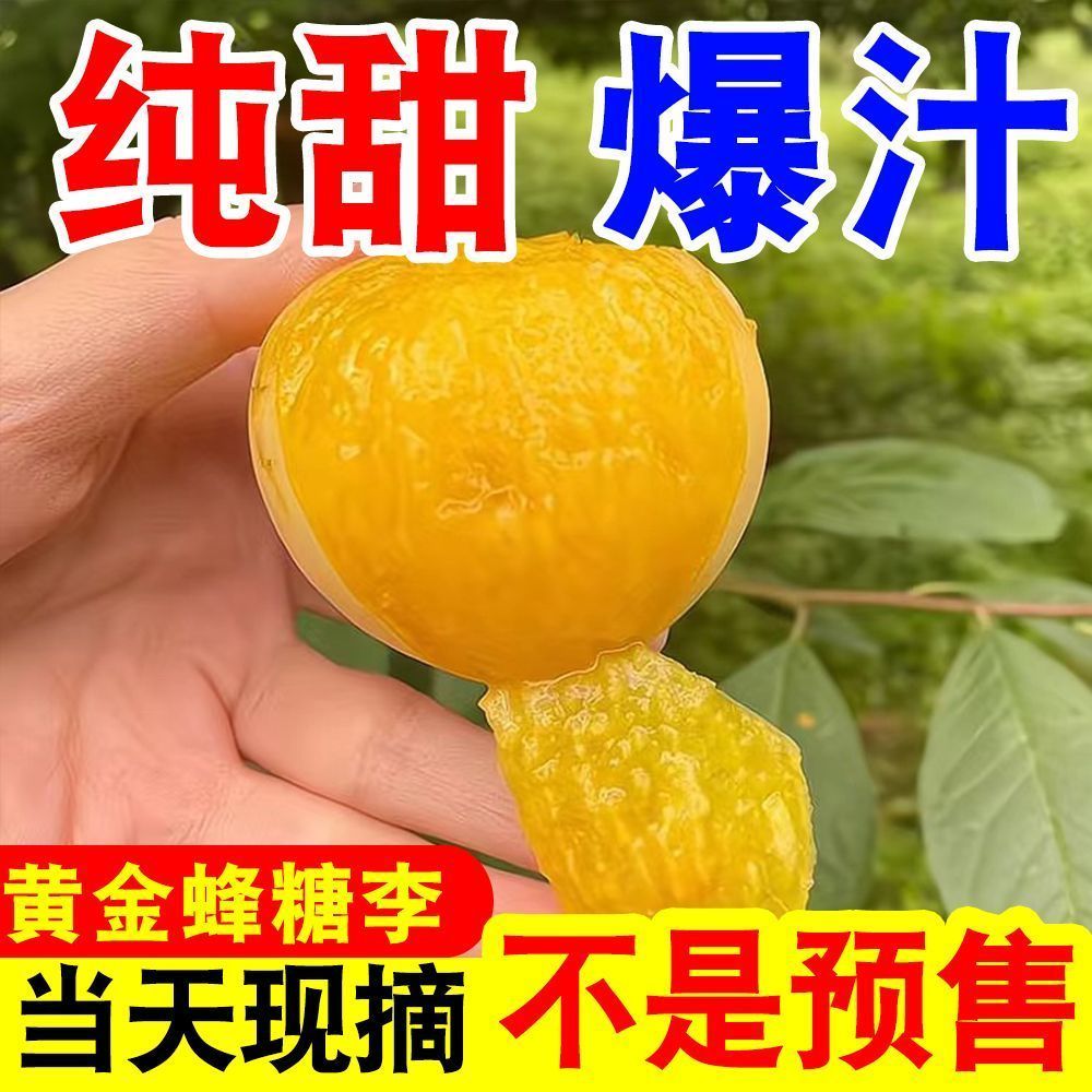 正宗四川黄金蜂糖李冰糖李蜂蜜李当季新鲜水果脆甜李子纯甜桃花李 图片 3