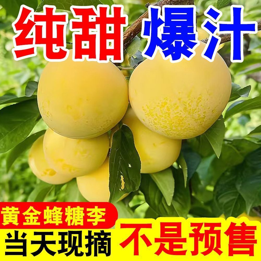 正宗四川黄金蜂糖李冰糖李蜂蜜李当季新鲜水果脆甜李子纯甜桃花李 图片 4