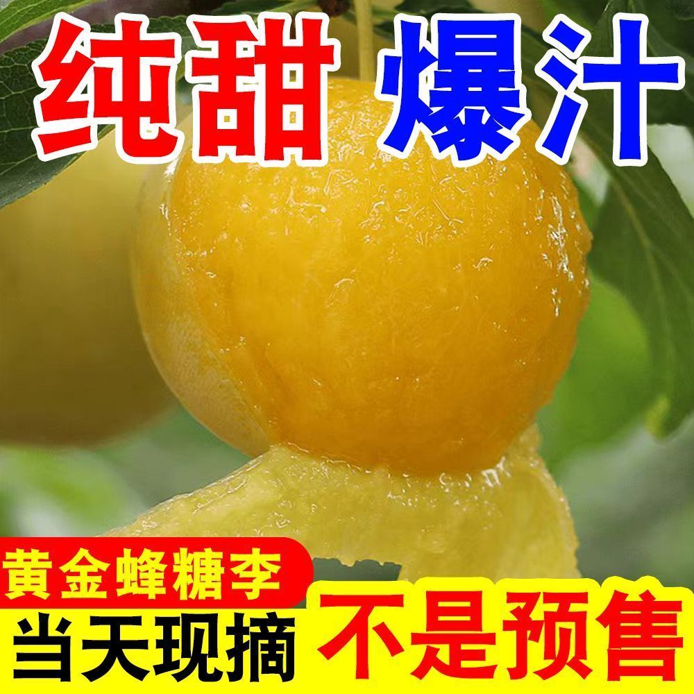 正宗四川黄金蜂糖李冰糖李蜂蜜李当季新鲜水果脆甜李子纯甜桃花李 图片 6