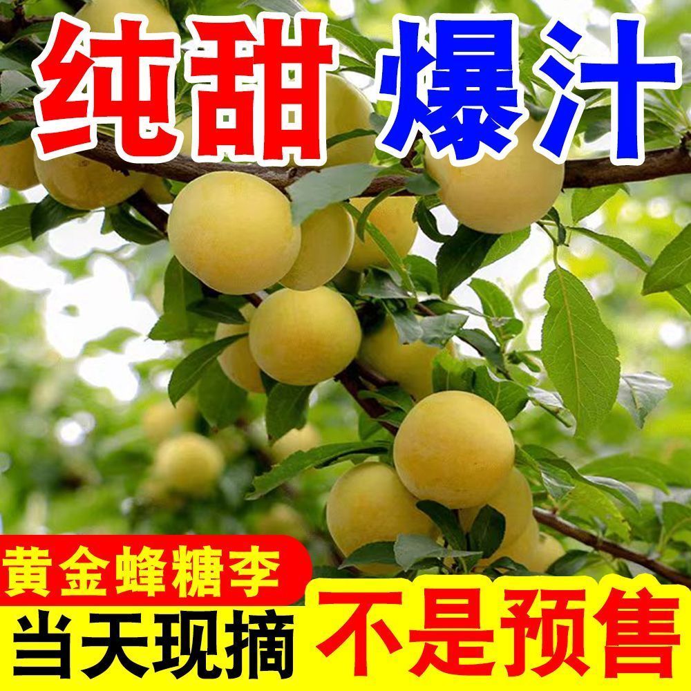 正宗四川黄金蜂糖李冰糖李蜂蜜李当季新鲜水果脆甜李子纯甜桃花李 图片 5
