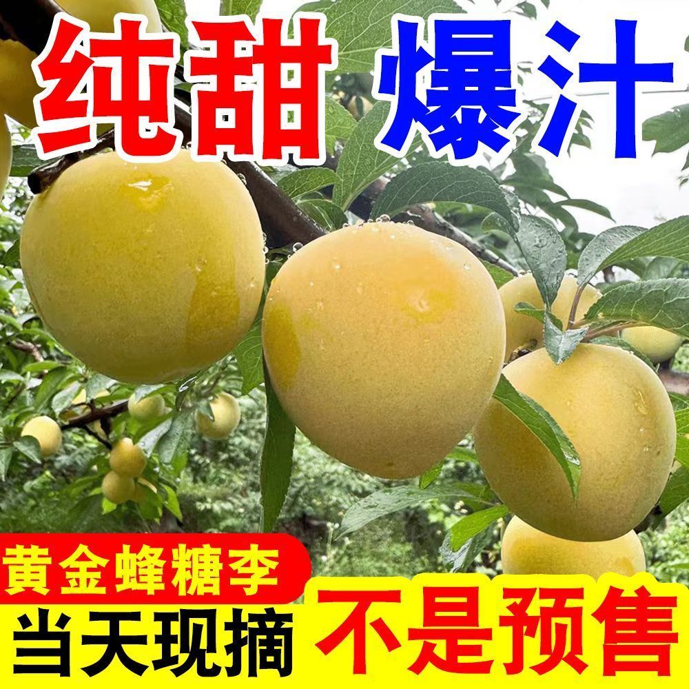 正宗四川黄金蜂糖李冰糖李蜂蜜李当季新鲜水果脆甜李子纯甜桃花李 图片 8