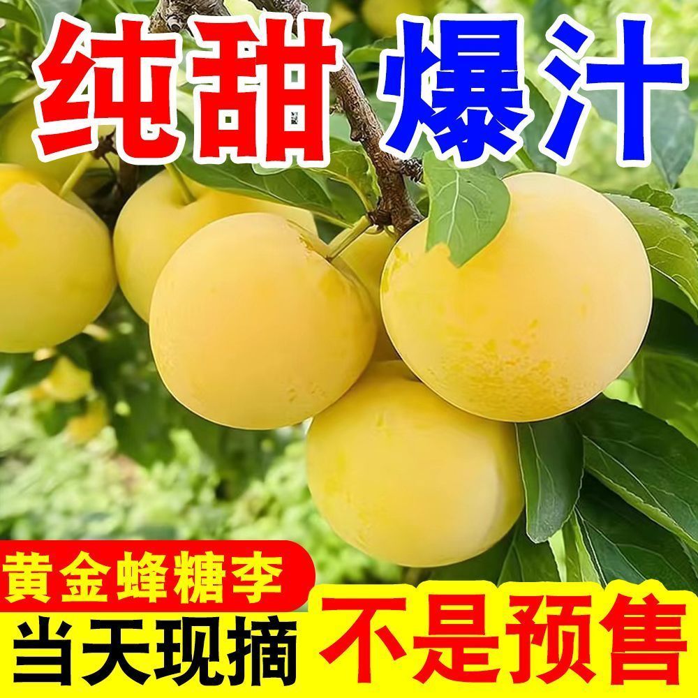 正宗四川黄金蜂糖李冰糖李蜂蜜李当季新鲜水果脆甜李子纯甜桃花李