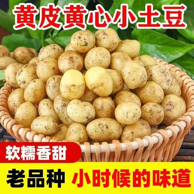 新鲜小土豆现挖黄心小土豆马铃薯迷你黄皮批发蔬菜洋芋