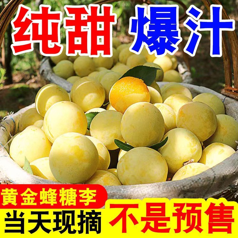 正宗四川黄金蜂糖李冰糖李蜂蜜李当季新鲜水果脆甜李子纯甜桃花李 图片 2