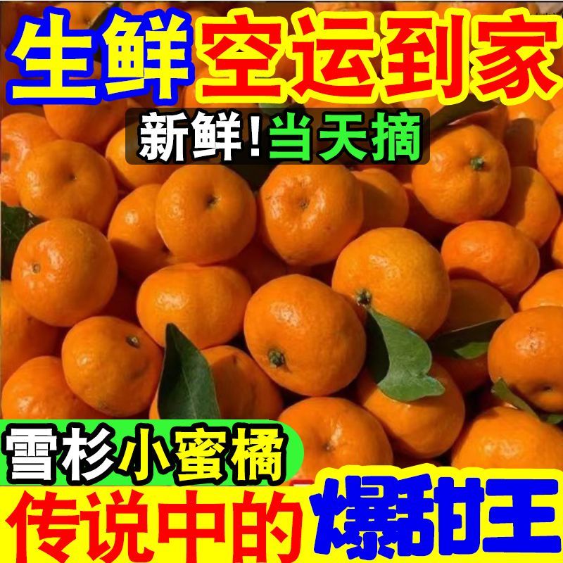 【爆甜】现摘雪杉小蜜桔超甜薄皮砂糖橘子当季新鲜水果沙糖桔子 图片 8