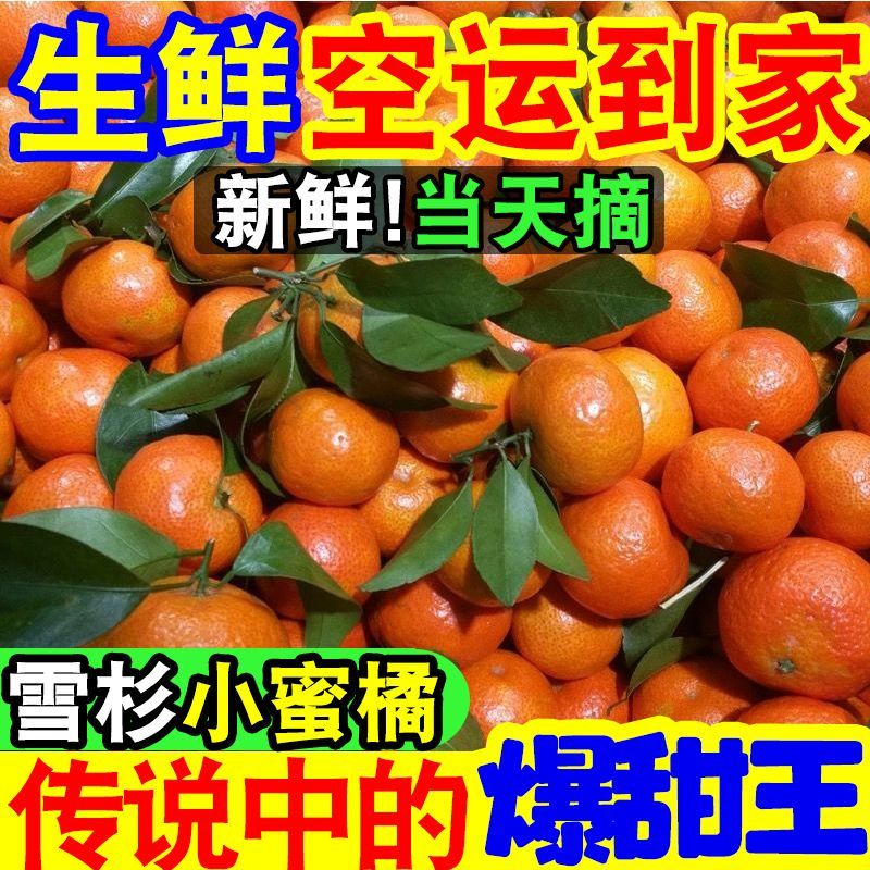 【爆甜】现摘雪杉小蜜桔超甜薄皮砂糖橘子当季新鲜水果沙糖桔子 图片 6