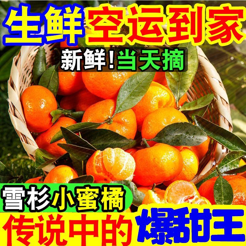 爆甜现摘雪杉小蜜桔超甜薄皮砂糖橘子当季新鲜水果沙糖桔子