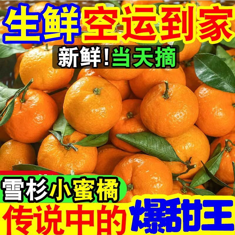 【爆甜】现摘雪杉小蜜桔超甜薄皮砂糖橘子当季新鲜水果沙糖桔子 图片 7