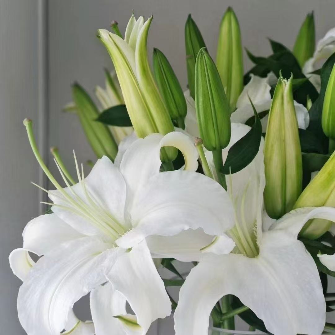 白色西伯利亚多头香水百合鲜花真花水养云南基地直发花苞家用插花