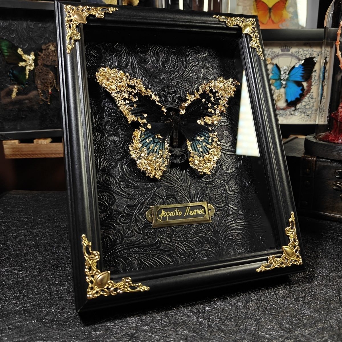 金箔蝴蝶标本成品美凤蝶标本手工七夕礼物摆件复古罕见标本摆件