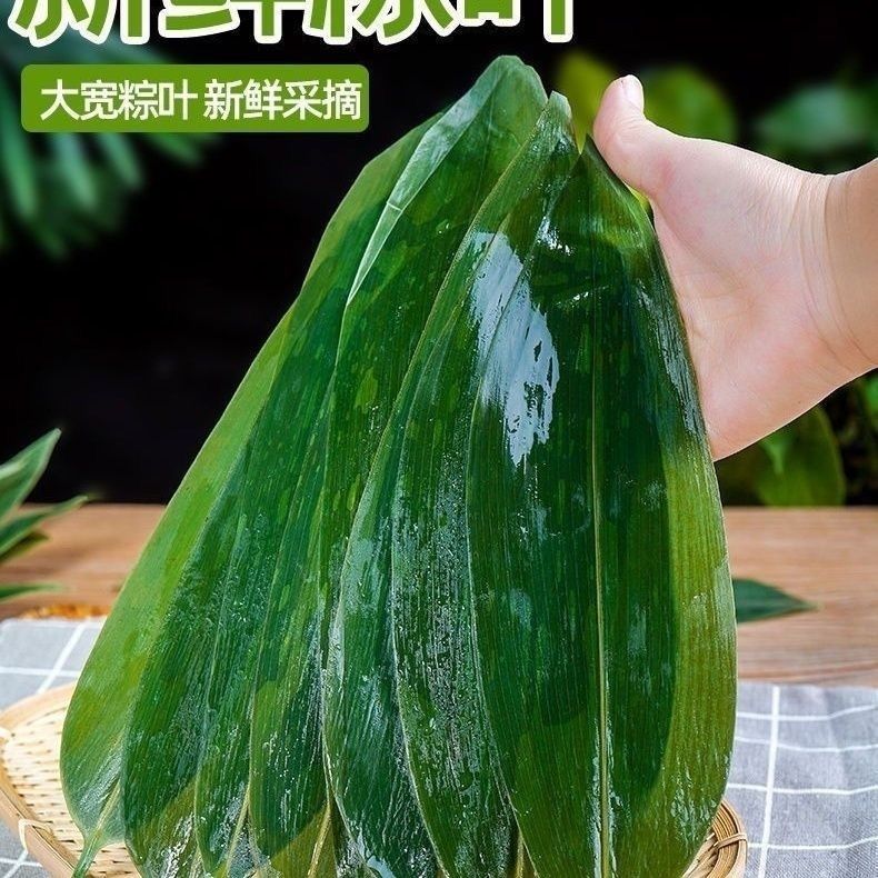 新鲜粽子叶粽叶新鲜大粽叶棕叶野生纯天然大粽叶子包粽子箬叶