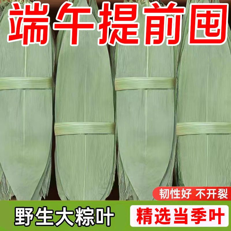 干粽叶大宽叶家用端午包粽子专用纯天然野生正宗批发