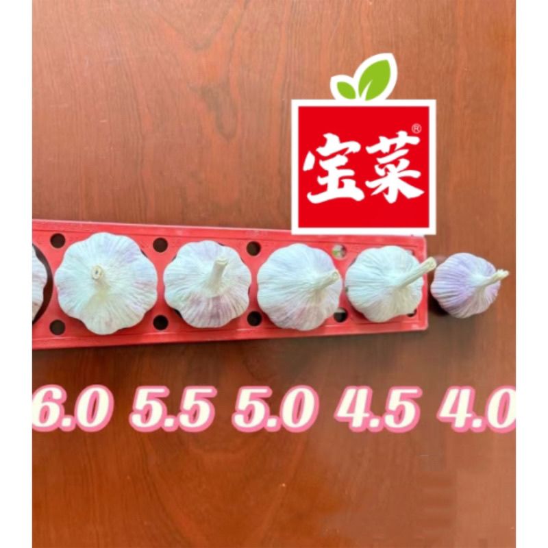 【佳农宝菜】8条金乡大蒜条蒜新鲜大蒜紫皮蒜正宗精品网兜蒜 图片 8