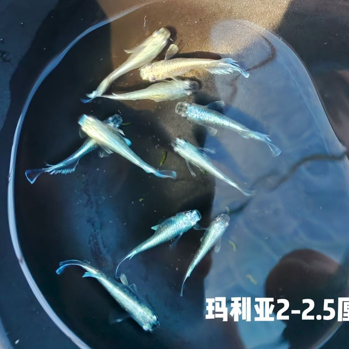短鳍玛利亚耐寒冷水鱼青鳉渔场直发观赏鱼微瑕观赏鱼火麒麟小青龙