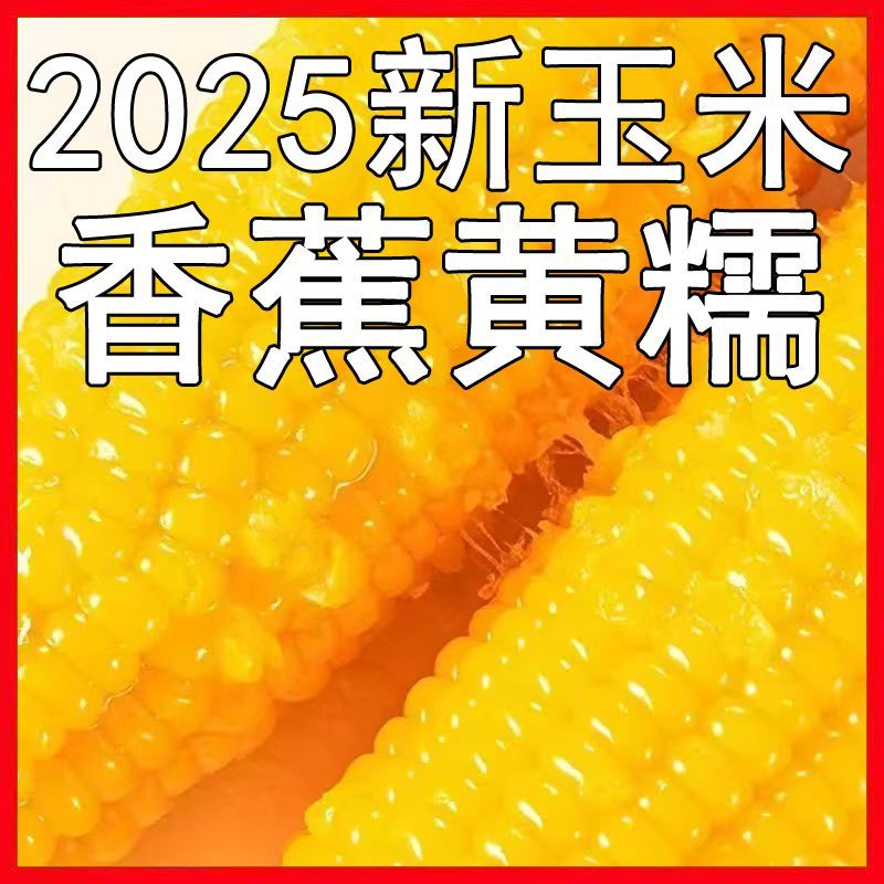 【整箱精果】2025年软糯低质新鲜早餐真空散装学生代餐糯玉米即食