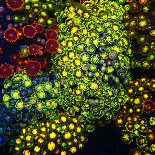 幻彩大种纽扣珊瑚观赏海缸海水鱼缸必备软体生物拼盘新手入手造景 图片 4