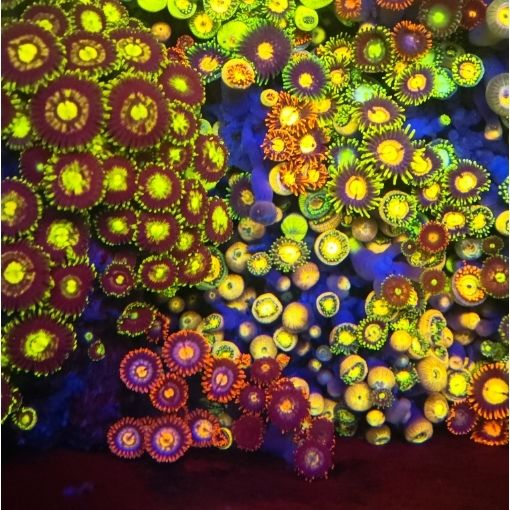 幻彩大种纽扣珊瑚观赏海缸海水鱼缸必备软体生物拼盘新手入手造景 图片 2