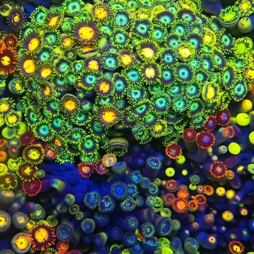 幻彩大种纽扣珊瑚观赏海缸海水鱼缸必备软体生物拼盘新手入手造景