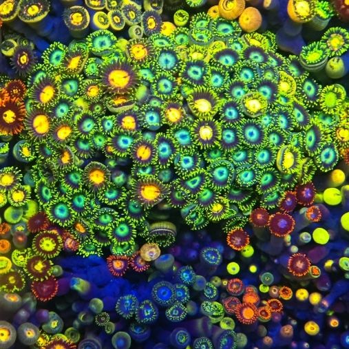 幻彩大种纽扣珊瑚观赏海缸海水鱼缸必备软体生物拼盘新手入手造景 图片 5