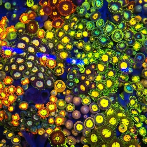 幻彩大种纽扣珊瑚观赏海缸海水鱼缸必备软体生物拼盘新手入手造景 图片 3