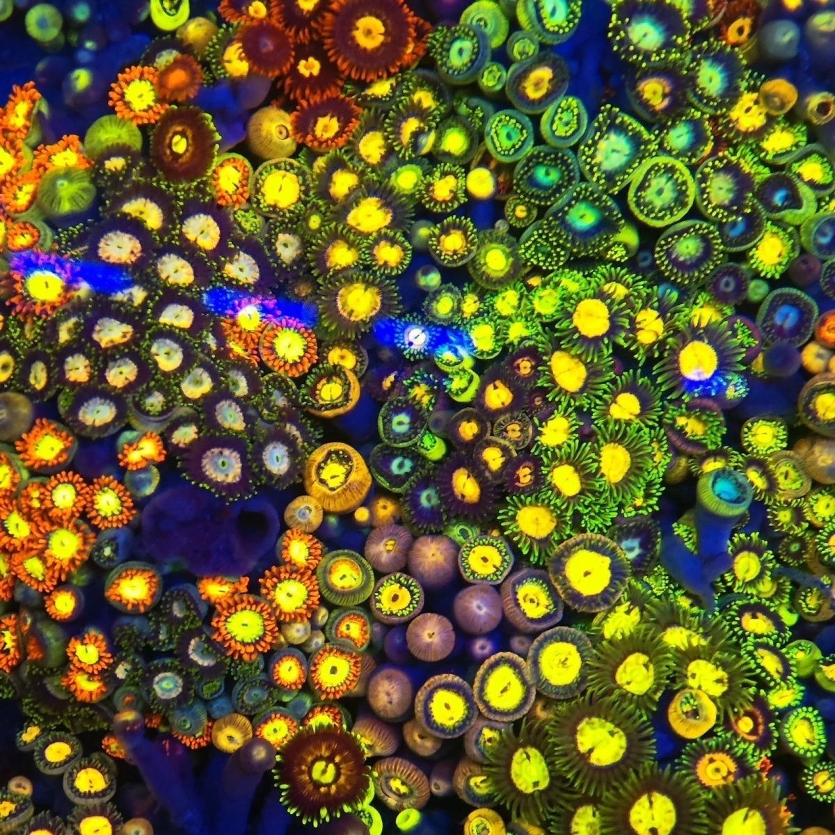 幻彩大种纽扣珊瑚观赏海缸海水鱼缸必备软体生物拼盘新手入手造景 图片 7