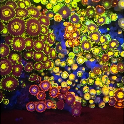 幻彩大种纽扣珊瑚观赏海缸海水鱼缸必备软体生物拼盘新手入手造景 图片 6