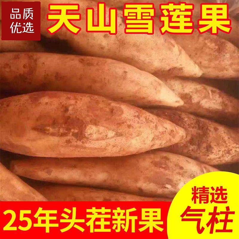 【防摔气柱】云南特产黄心天山雪莲果当季新鲜水果包邮批发整箱