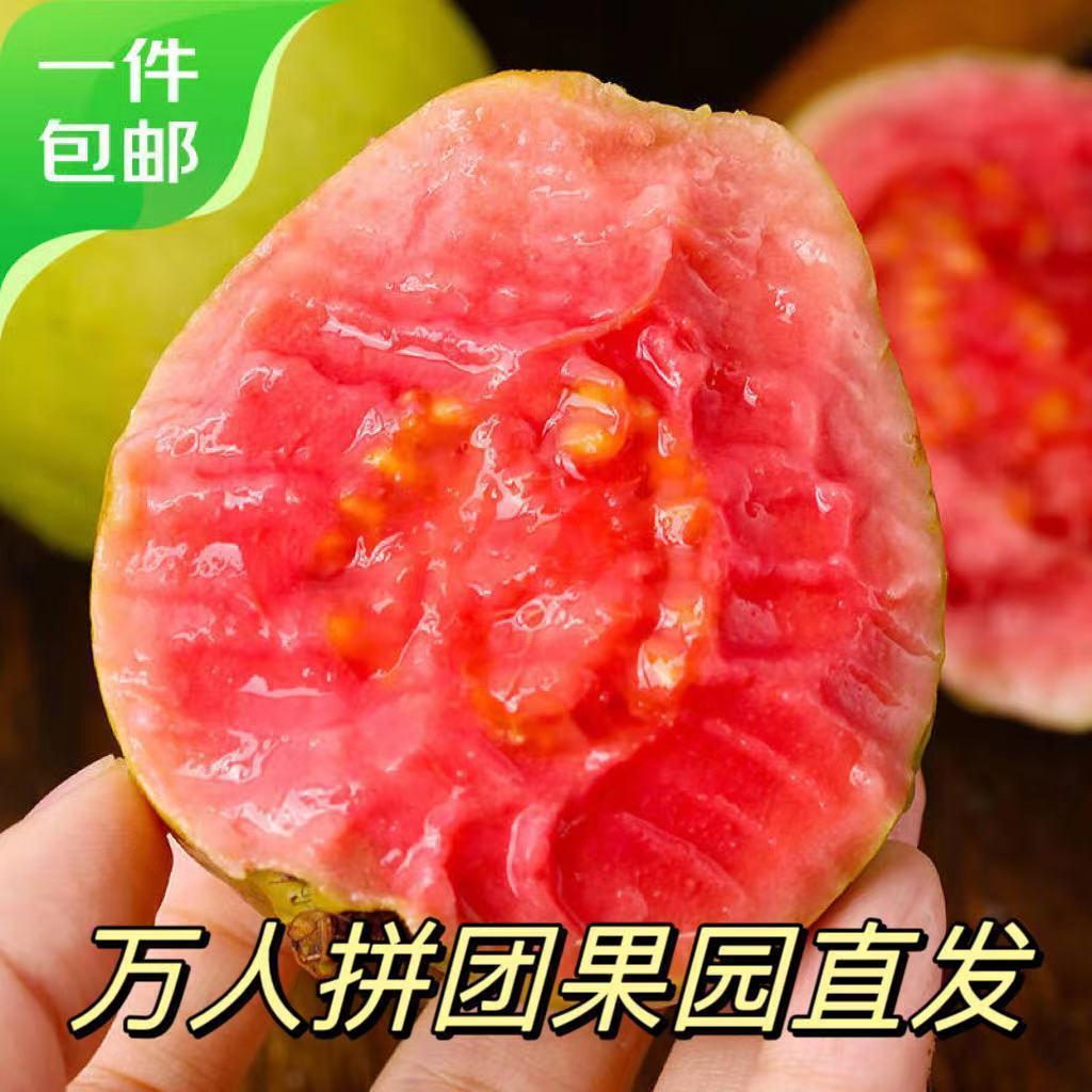 红心芭乐老树新鲜精品番石榴批发价应季水果当季促销下单送酸梅粉