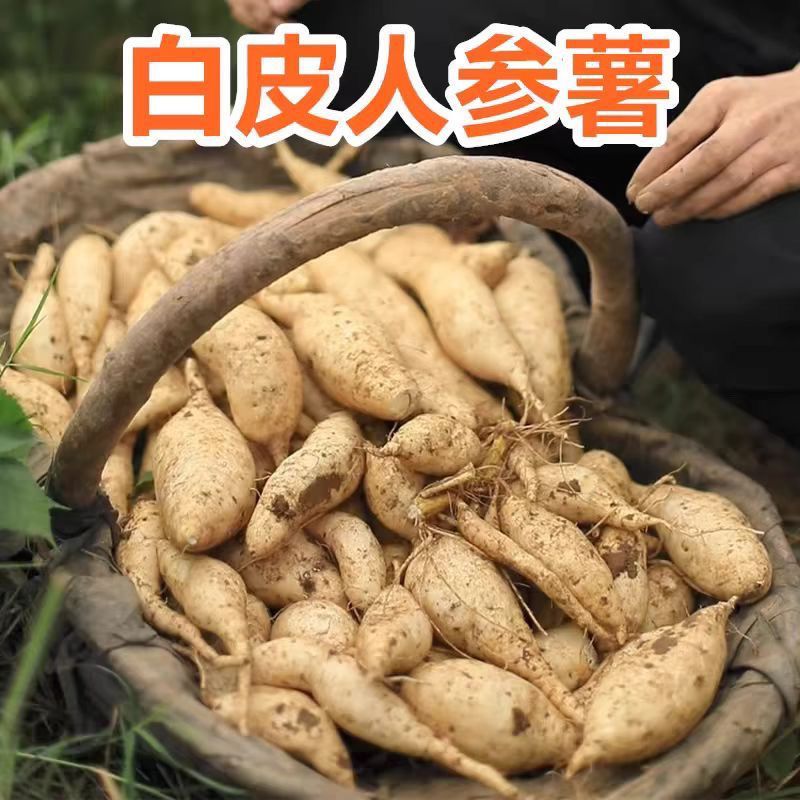1海边白皮人参薯新鲜现挖白心板栗薯牛奶薯粉糯香甜大个板栗番薯