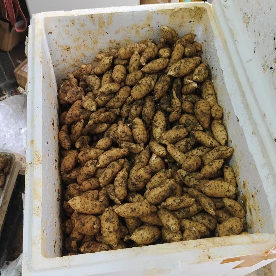 云南昭通小草坝高山天麻三年纯天然生长现挖现20个以上不记个数