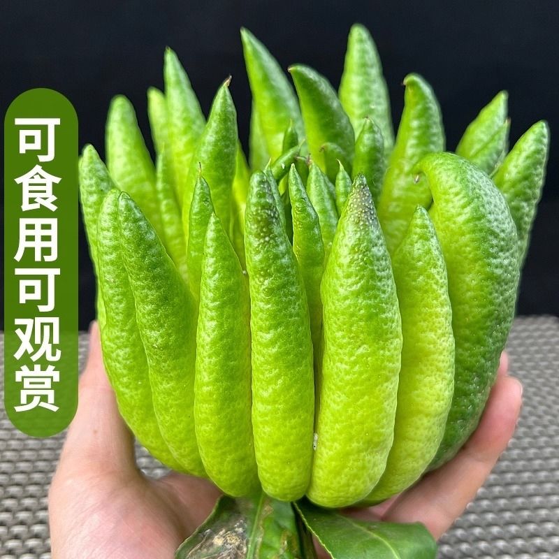 云南佛手柑新鲜可食用可观赏天然香薰清供摆件青黄果形随机